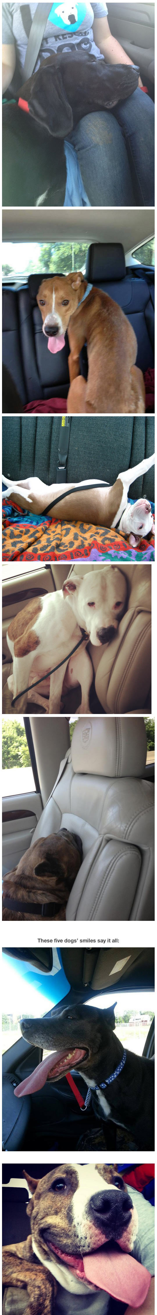 funny-dog-car-shelter-seat-home-rescue-pet