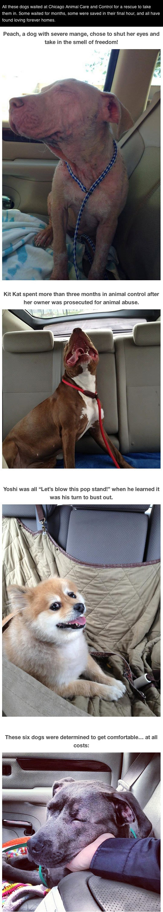 Photos of dogs taken after leaving the shelter and getting in the car...