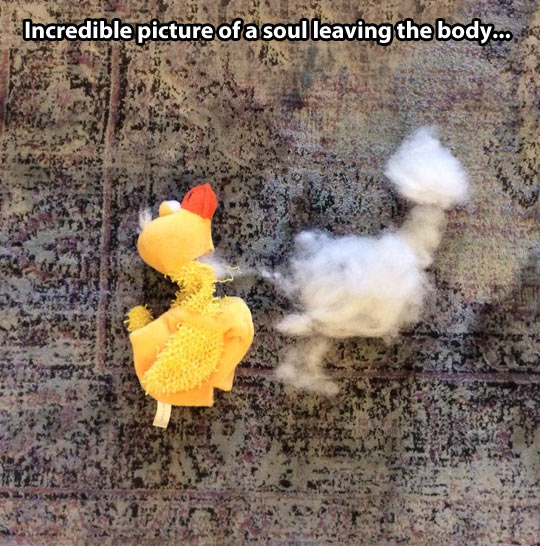 funny-duck-yellow-bear-stuffed