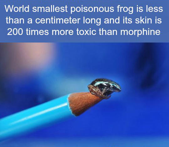 Poisonous frog…