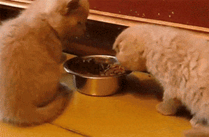 funny-gif-cat-food-two-kitten
