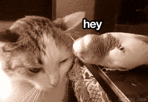 funny-gif-cat-parrot-angry-annoying1.gif