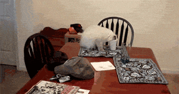 funny-gif-cats-forgot-cup-table