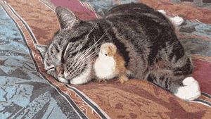 funny-gif-chicken-cat-warm-sleeping