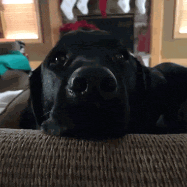 funny-gif-dog-astonished-frightened