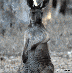 Air guitar kangaroo...