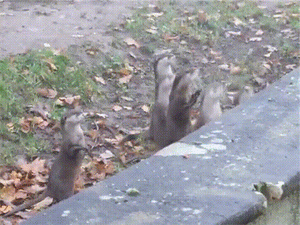 funny-gif-otters-jumping-family-watching