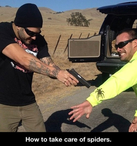 Taking care of spiders…