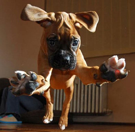 funny-jumping-puppy-ears