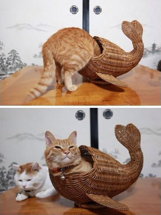Fish kitty…