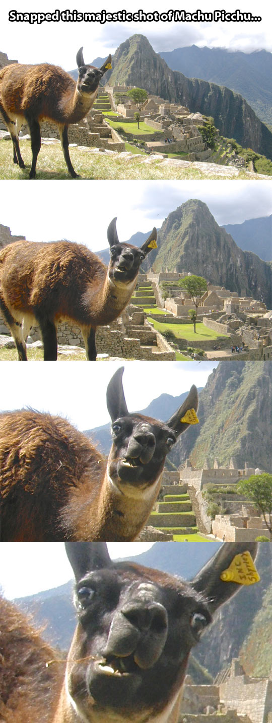 Meanwhile in Machu Picchu…