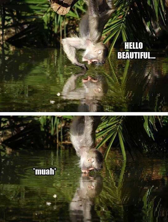 When a monkey sees his reflection…