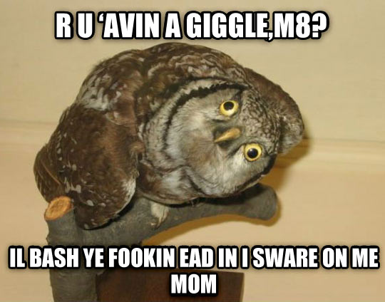 funny-owl-eyes-head-brown