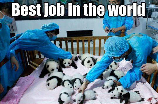 The cutest job you could ever have…