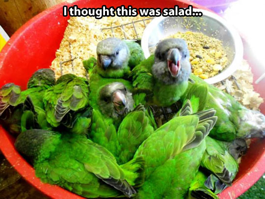 That’s a tasty salad… Wait…