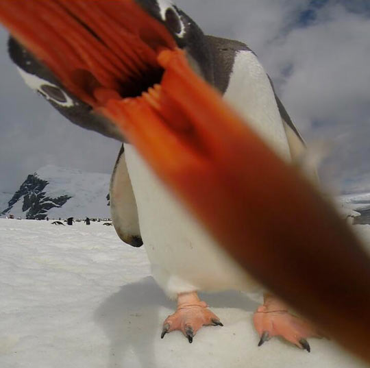 funny-penguin-beak-big-snow