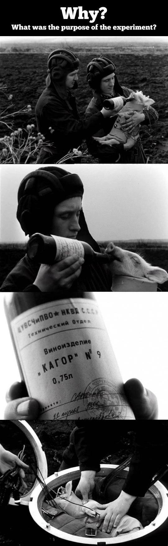 funny-pig-experiment-drunk-fly