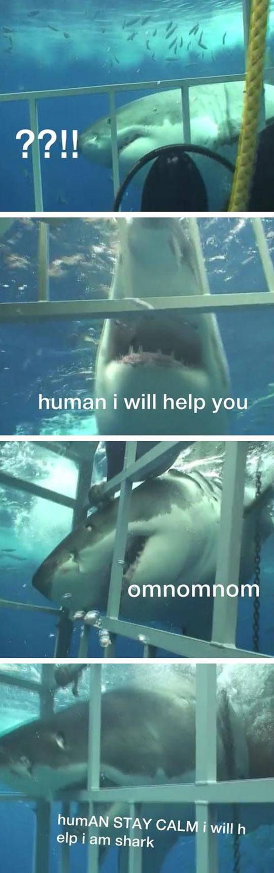 Misunderstood helping shark…