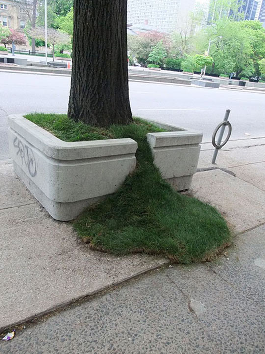 funny-tree-street-grass-city