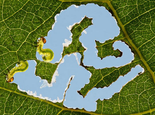 funny-worms-eating-leaf-portraits