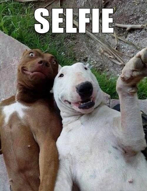 Dogs get in on the selfie action