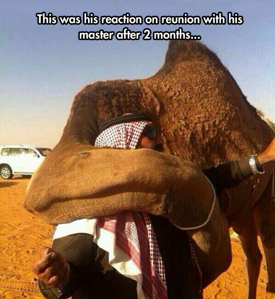 Camels are very loyal animals…