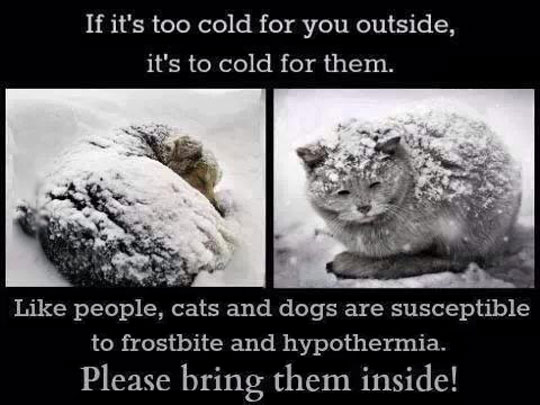 cool-cats-pets-snow-cold-hypothermia
