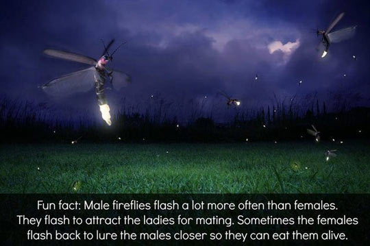 cool-fact-fireflies-female-male