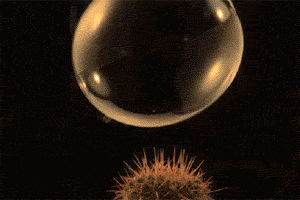 Bubble bursting on cactus at 18000 fps...