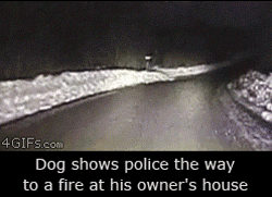 Dog leads the Police to the fire...