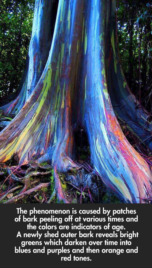 Rainbow Eucalyptus trees on Maui, Hawaii…