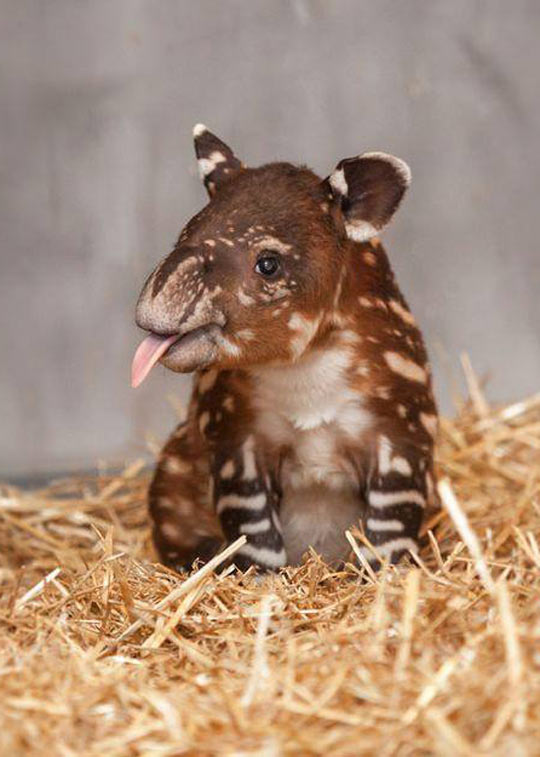 An unusual cuteness, a baby tapir…