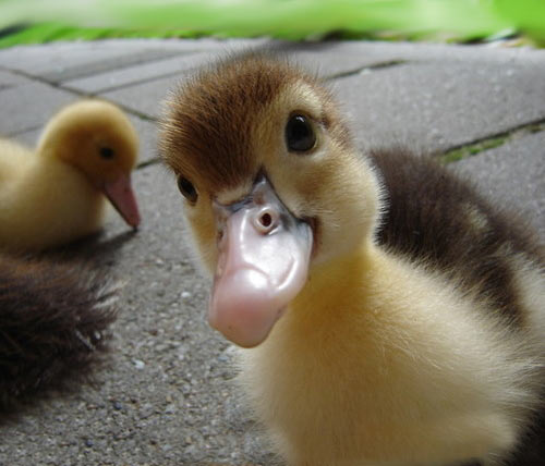 Curiosity of a little duck…