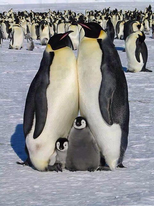 A perfect family picture…