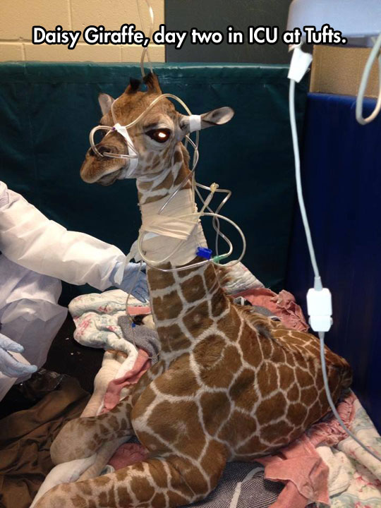 Baby giraffe in intensive care after birth…