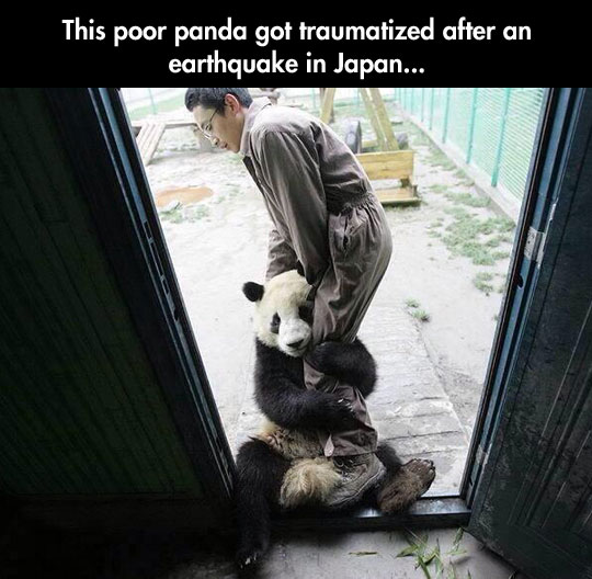 Traumatized panda…