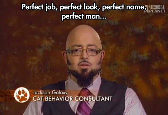 funny-Animal-Planet-TV-show-bald-cat-consultant