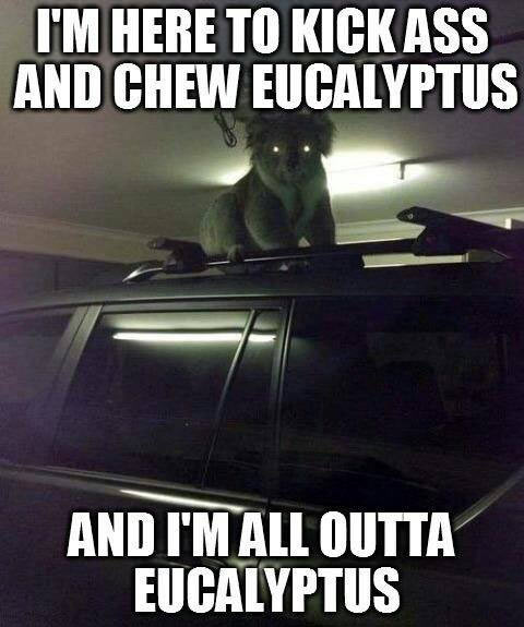 funny-Australian-koala-eucalyptus-chew