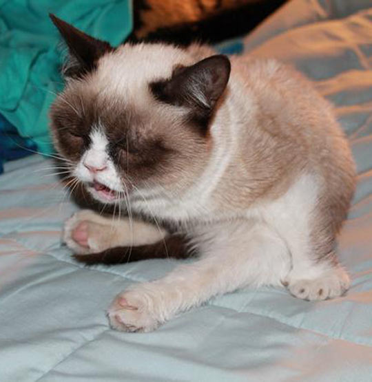 Grumpy cat sneezing…