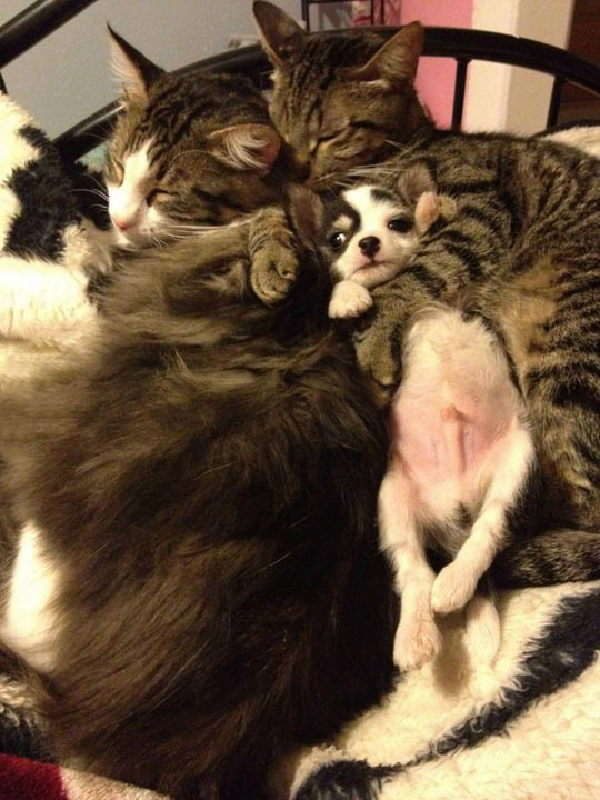 Unsure puppy cuddling with his adoptive cat family…