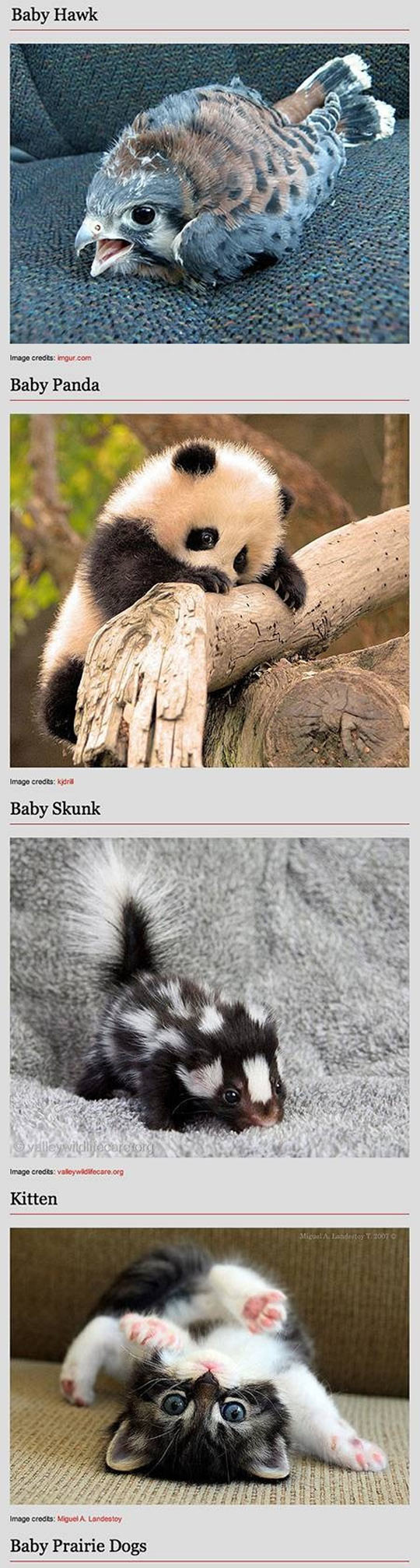Baby animals can