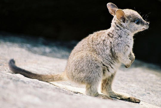Baby Wallaby…