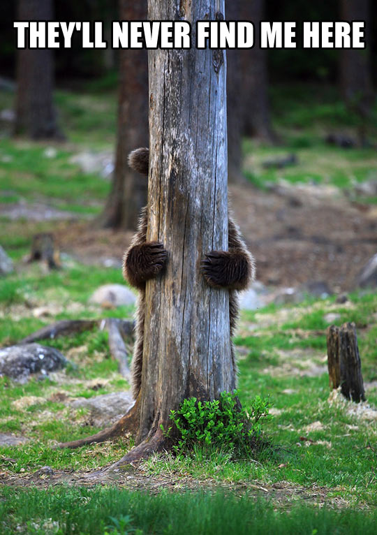 funny-bear-hidden-tree-paws