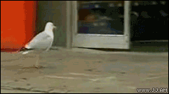 funny-bird-seagull-steal-store-comic-snack