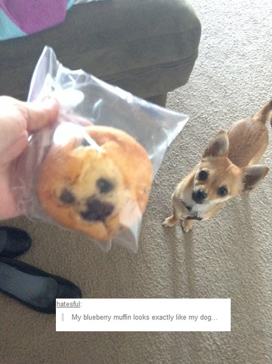 funny-blueberry-muffin-dog-food
