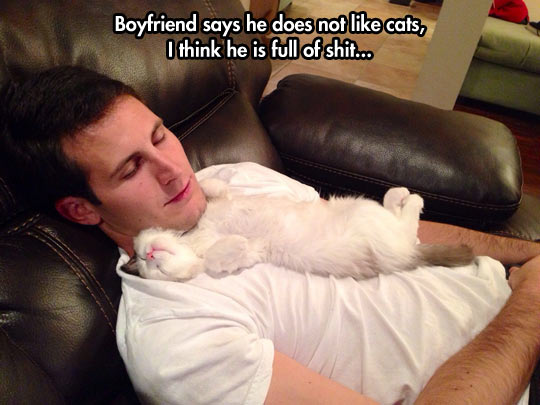 funny-boyfriend-cat-kitten-sofa