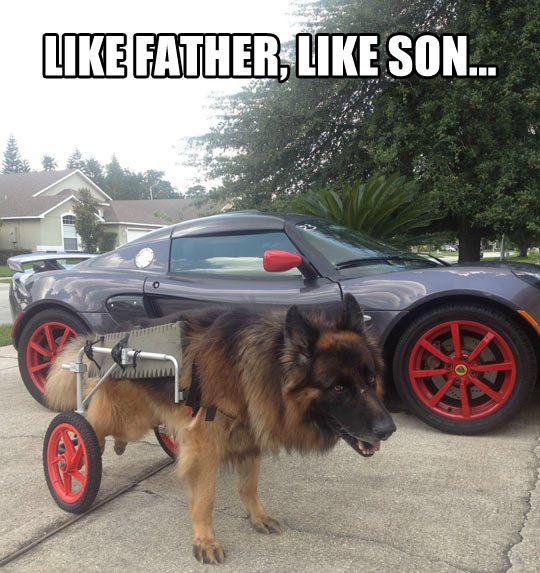 funny-car-dog-wheels-disabled