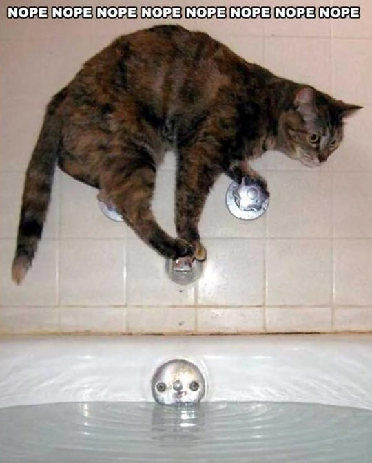 This is how cats take a bath…