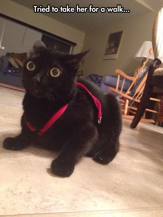 funny-cat-belt-leash-black.jpg