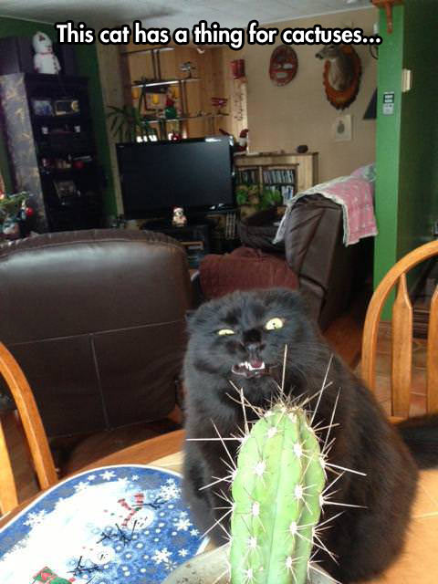 Cactuses and cats don’t mix…
